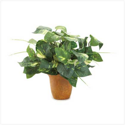 EVERGREEN POTTED IVY