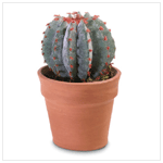 LARGE CACTUS IN POT