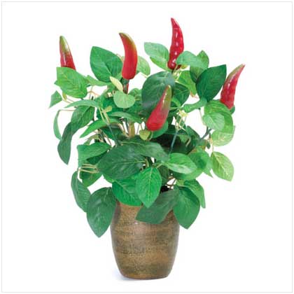 CHILI PEPPER 'PLANT'
